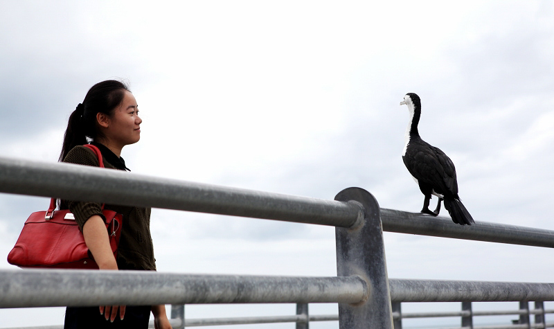 人與自然和諧相處，這樣的對視隨處可見。（攝影 馬小龍）