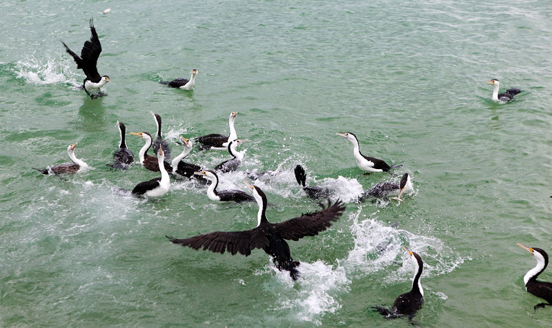 海鷗日日守候在棧橋邊，為投下的食物“大打出手”。（馬小龍）