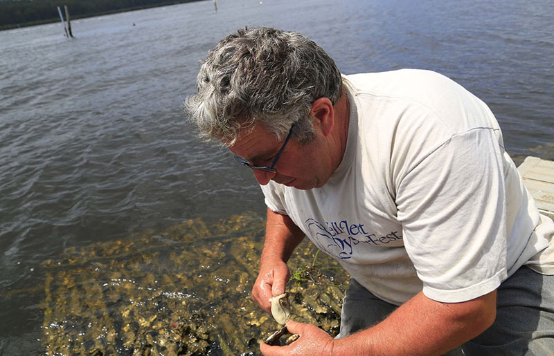 生蠔養殖場場主史蒂芬正在撈取生蠔（攝影 賀吉）