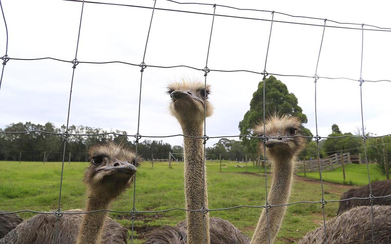 三只鴕鳥對著鏡頭發呆中（攝影 賀吉）