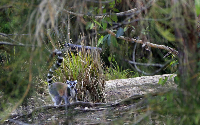 環尾狐猴（攝影 賀吉）