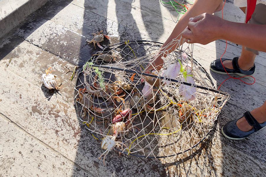 抓上來的螃蟹很多，但是小螃蟹要放回大海（攝影 賀吉）