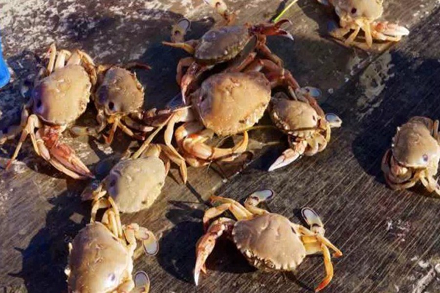 螃蟹大豐收（攝影 燕勐）