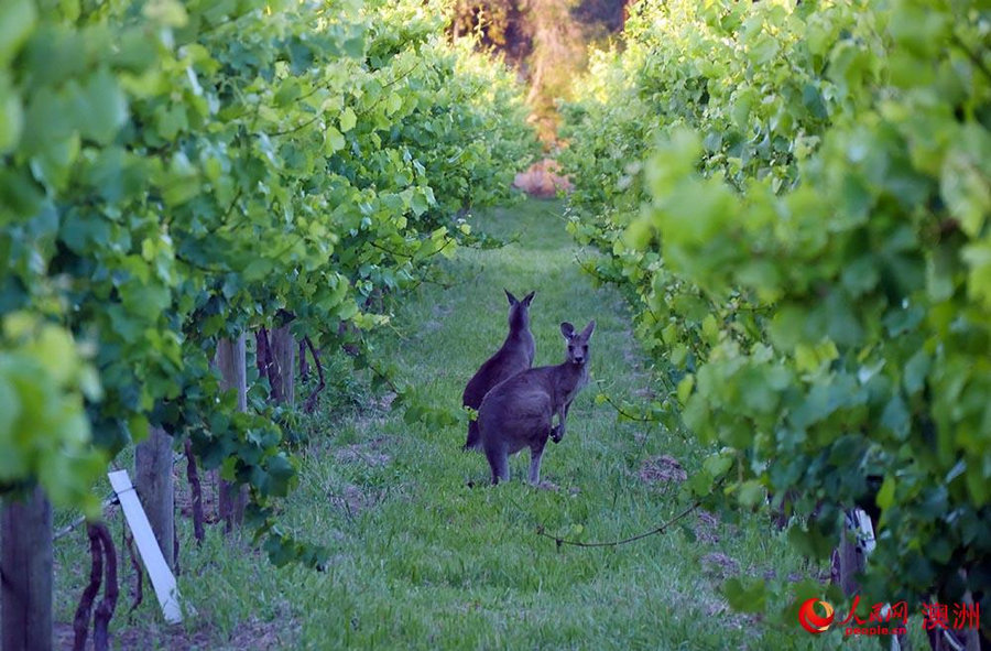 優瑞卡_圣瑞農莊內的葡萄園（攝影 趙鐸）