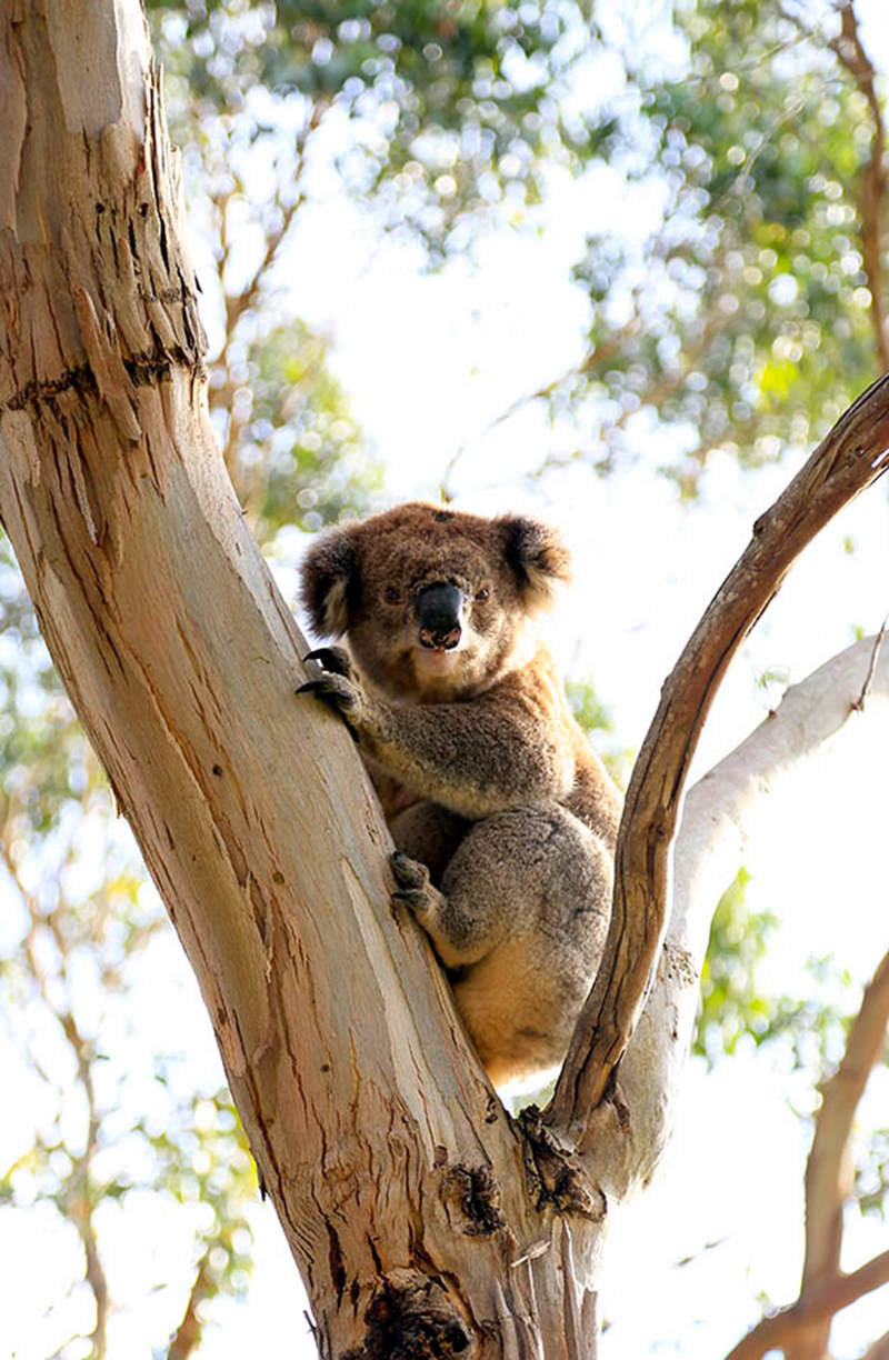 在塔山狩獵保護區內慵懶的考拉（攝影 賀吉）