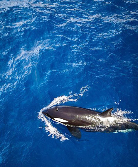 澳大利亞的邁克爾 格策(Michael Goetze)和簡姆普 威廉姆森(Jampal Williamson)利用大疆無人機搭載Zenmuse X5攝像頭在該國西部海岸上空拍攝了一組照片，記錄了海岸線的美麗景象。湛藍的海水、泡沫般的浪花還有細白如銀的沙灘，令人嘆為觀止。