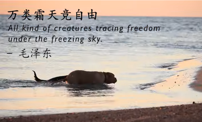 2020最佳體驗獎在2020“當考拉遇見熊貓”——中澳友好微視頻大賽中，作品《詩韻北領地》獲得“最佳體驗獎”。文化無國界，錦繡詩篇不僅能描繪中國山川河流大好的景象，也適用于描述其它地域大自然的波瀾壯闊。作者將中國古詩詞與過去幾年在北領地地區拍攝的自然風光相結合，向觀眾呈現出一幅幅中西方文化碰撞下的美妙畫卷。