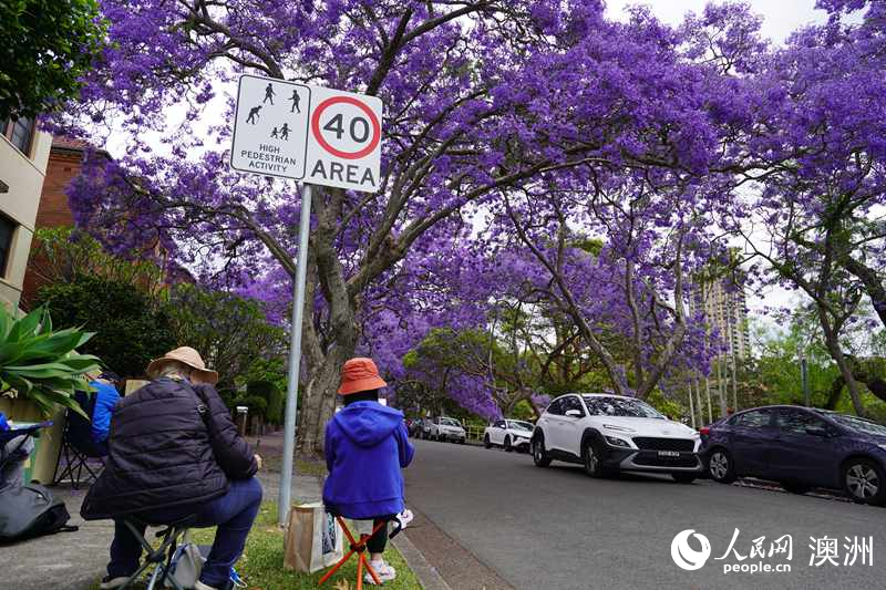繪畫愛好者用畫筆描繪藍花楹（攝影 沈詩洋）